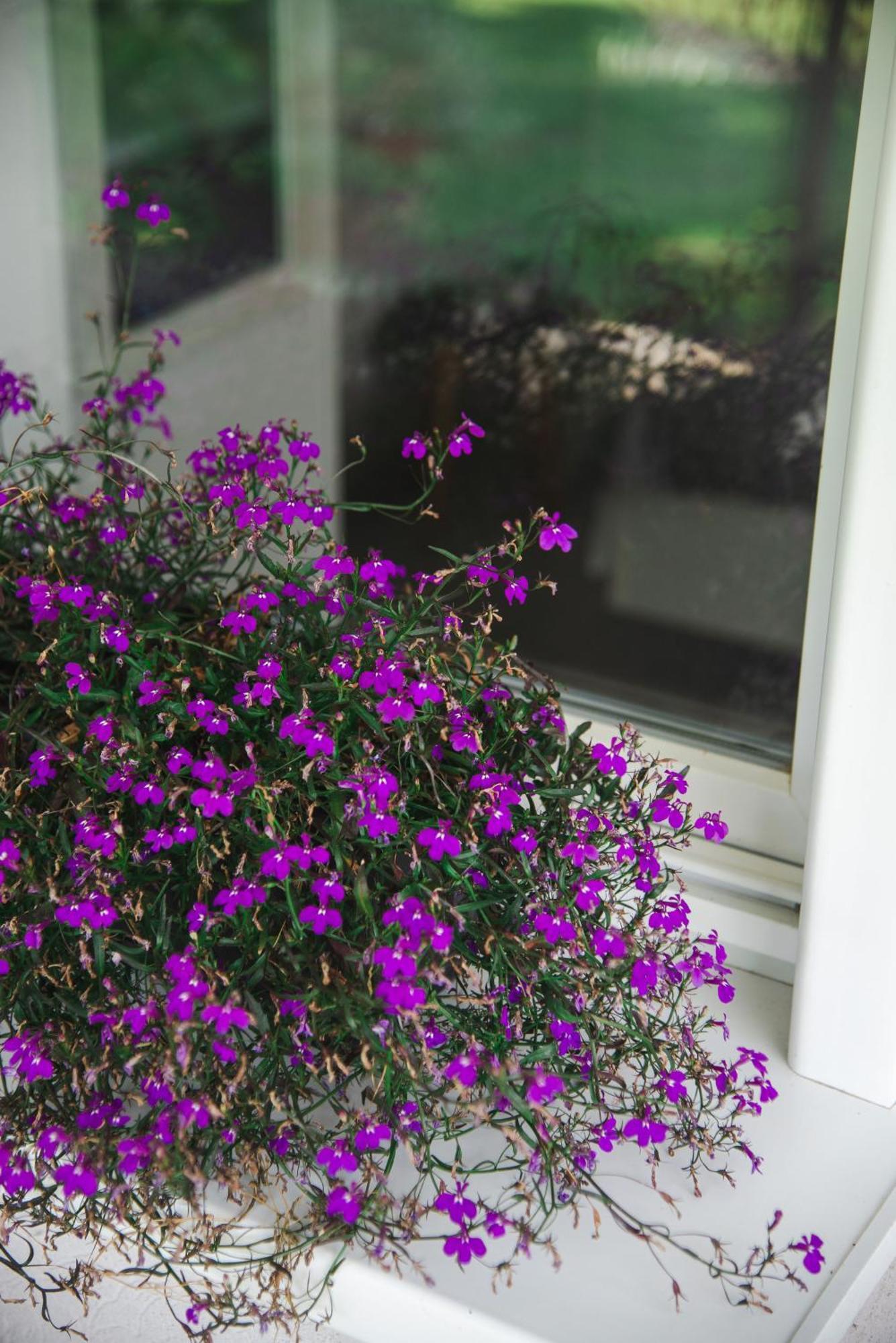 Apartmani Maslacak Vrdnik Ngoại thất bức ảnh